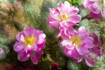 Rosenblüten mit Lavendel von Nicc Koch