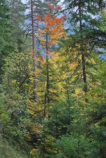 Herbst am Eibsee... 2 by loewenherz-artwork