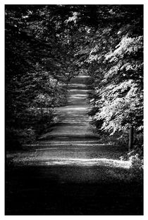 Waldweg von Peter Hebgen