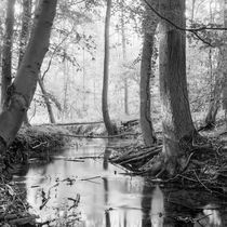 mystischer Wald by Nils Volkmer