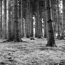 und ewig singen die Wälder by Nils Volkmer