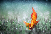 A Glimpse Of Autumn von Brigitte Sanladerer