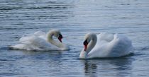 Schwanenpaar auf dem Bodensee by kattobello