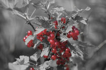 Redcurrant von cinema4design