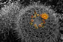 Orange Barrel Cactus Flowers von Elisabeth  Lucas