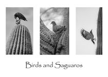 Birds and Saguaros 2 von Elisabeth  Lucas