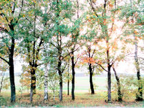 Autumn trees von Andrei Grigorev