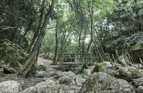 Wooden Bridge, Riera de Martinet, Aiguafreda (Catalonia) von Marc Garrido Clotet