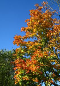 goldener Oktober mit blauem Himmel ! by assy