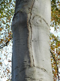 Bernd das Baum von Kristin König-Salbreiter