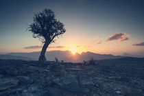 ancient tree of Oman by Franz Sußbauer