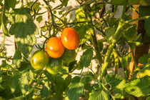 Tomaten von Mathias Karner