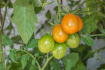 Tomaten von Mathias Karner