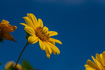 Sunny blue von Nadine Gutmann