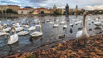 Swans on Vltava River, Prague, Czech Republic by Tomas Gregor