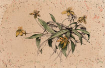 Raninculus, flower, vintage style, illustration, watercolor von Ellen Paul watercolor