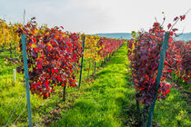 Herbst an der Burgkirche 60 by Erhard Hess