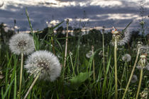 #70 - i talk to the wind von Jens Unglaube