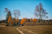 Herbstimpression Irndorfer Hardt I - Naturpark Obere Donau von Christine Horn