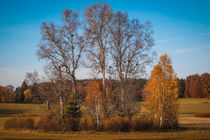 Herbstimpression Irndorfer Hardt II - Naturpark Obere Donau von Christine Horn