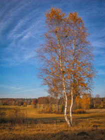 Herbstimpression Irndorfer Hardt IV - Naturpark Obere Donau von Christine Horn