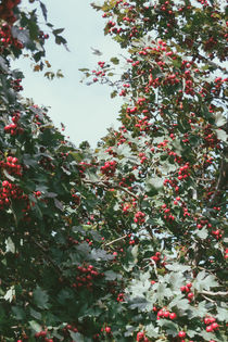 Hawthorn by Andrei Grigorev