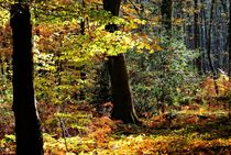 Herbstwald by Peter Hebgen