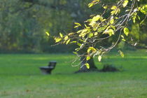 Herbst im Park by maja-310