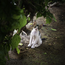 Kätschen unter der Hecke by Jens Heynold