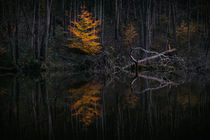 Licht im Wald by Thomas Matzl