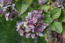 Hydrangea von Petra Dreiling-Schewe