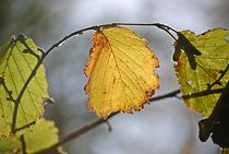 Herbstlaub... by loewenherz-artwork