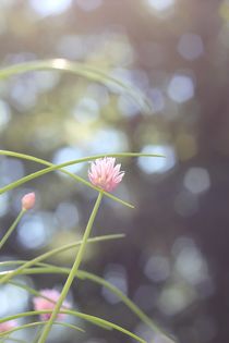 Schnittlauchblüten in der Frühlingssonne von heimatlandleben