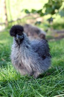 Graues Seidenhuhn von heimatlandleben