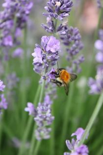 Wilde Hummel küsst Lavender von heimatlandleben