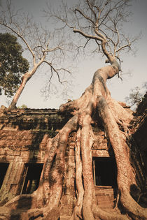 Ta Phrom Tempel im Dschungel, Angkor Wat Tempel, Kambodscha, by travelstock44