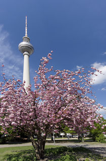 Kirschblüte, Alexanderplatz, Fernsehturm, Berlin  by travelstock44