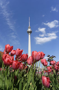 Tulpen Frühling, Alexanderplatz, Fernsehturm, Berlin  von travelstock44