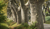 Platanenallee bei St. Remy de Provence, Provence, Frankreich  von travelstock44