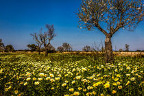 Frühling auf Mallorca von gfischer