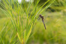 dragon-fly von Nadine Gutmann