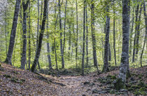 Strolling Around La Fageda d'en Jordà (Catalonia) by Marc Garrido Clotet