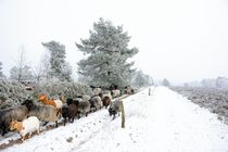 Begegnung im Winter von gscheffbuch