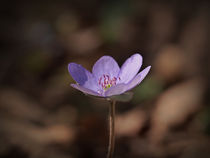 Leberblümchen von elke krause