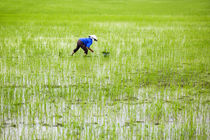 rice field von Ard Bodewes