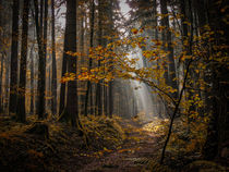 Wald III - Der Weg zum Licht by Christine Horn