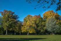 Wald-Blick von Stephan Gehrlein