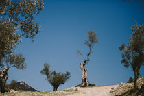 Alter Olivenbaum von cupcakephotography