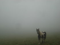 Aus dem Nebel ins Licht von Andrea Köhler