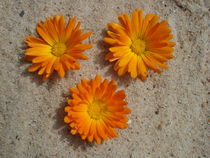 Sandblüten von Andrea Köhler